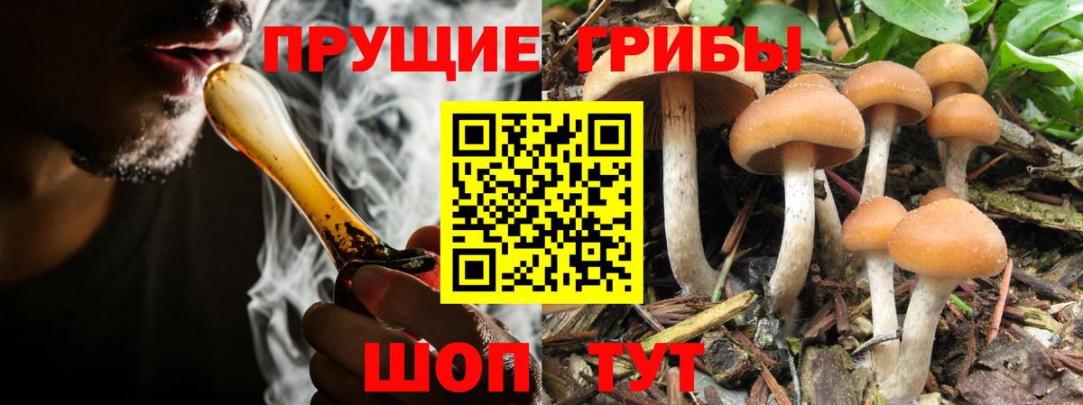 Псилоцибиновые грибы Psilocybe Печора